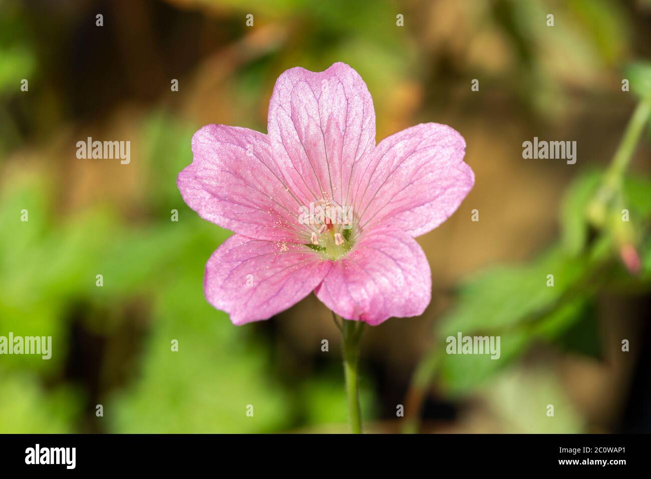 Géranium x oxonianum 'Wargrave Pink' plante herbacée vivace de printemps floral d'été communément connue sous le nom de cranesbill Banque D'Images