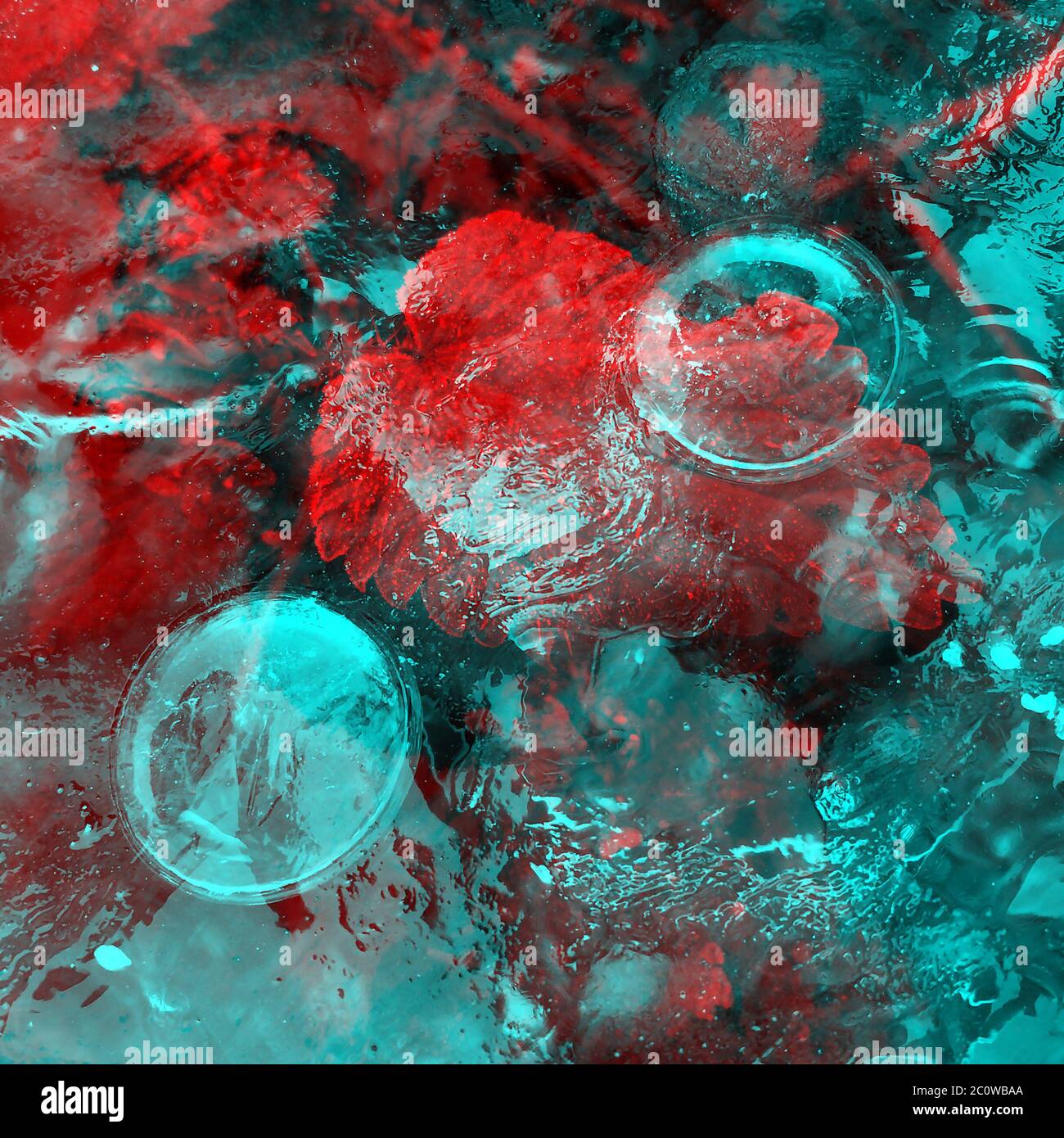 La feuille rouge est sous l'eau du sarcelle. Les plantes d'automne submergées sont congelées dans la glace. Le fond représente une surface de rivière d'hiver avec des feuilles mortes. Banque D'Images