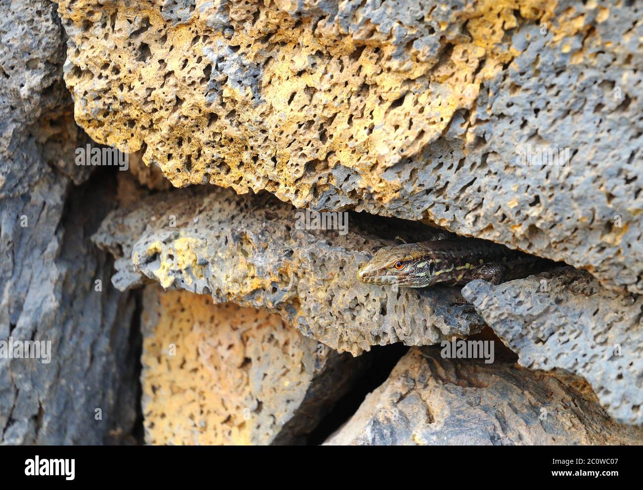 Mur de pierre animaux reptiles lézard camouflage trou bleu nature macro close-up Banque D'Images