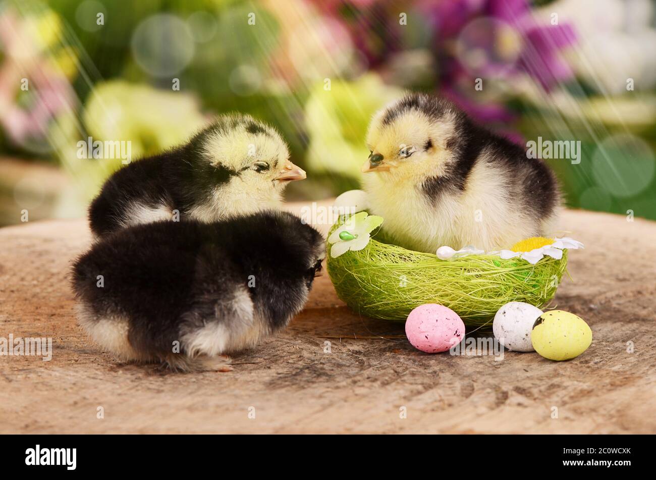 Peu de poulet dans le nid. Easter Banque D'Images Peu de poulet dans le nid. Easter Banque D'Images