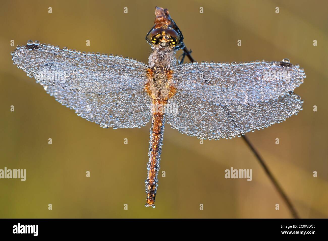 Insecte animal libellule marais goutte-à-goutte gouttes moss heath s'infiltre goutte baveuse Banque D'Images