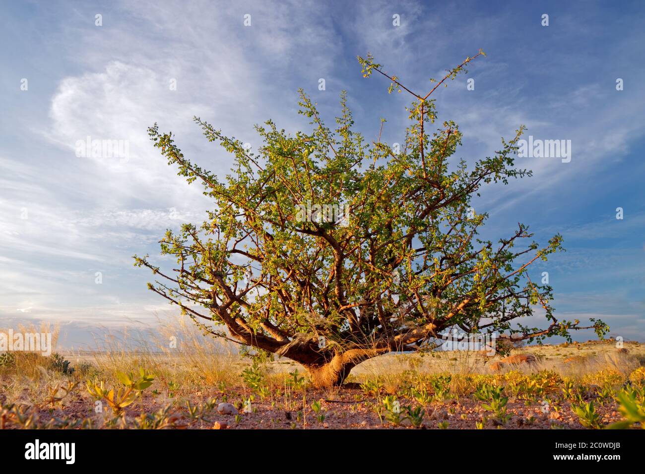 Désert bleu afrique désert paysage nature paysage arbustive campagne nuages Banque D'Images