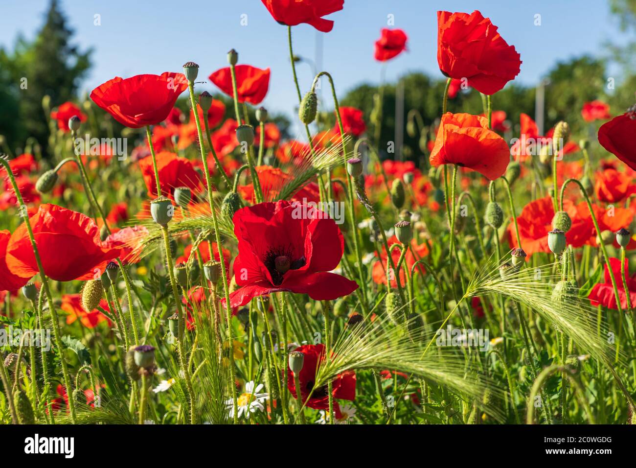 Coquelicots, seigle et fleurs sauvages dans un champ par jour ensoleillé avec ciel bleu Banque D'Images