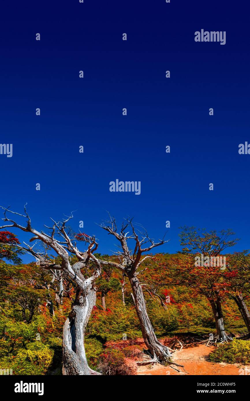 Vue magnifique sur le parc national Torres del Paine en automne doré, Patagonie, Chili, jour ensoleillé, ciel bleu Banque D'Images
