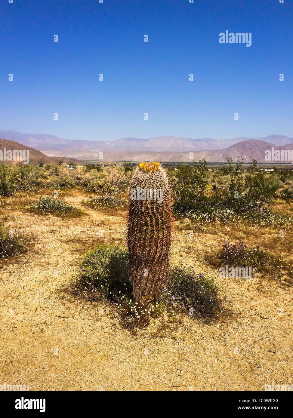 Le Cactus du grand barrel est en pleine floraison au printemps dans le parc national du désert d'Anza-Borrego Banque D'Images