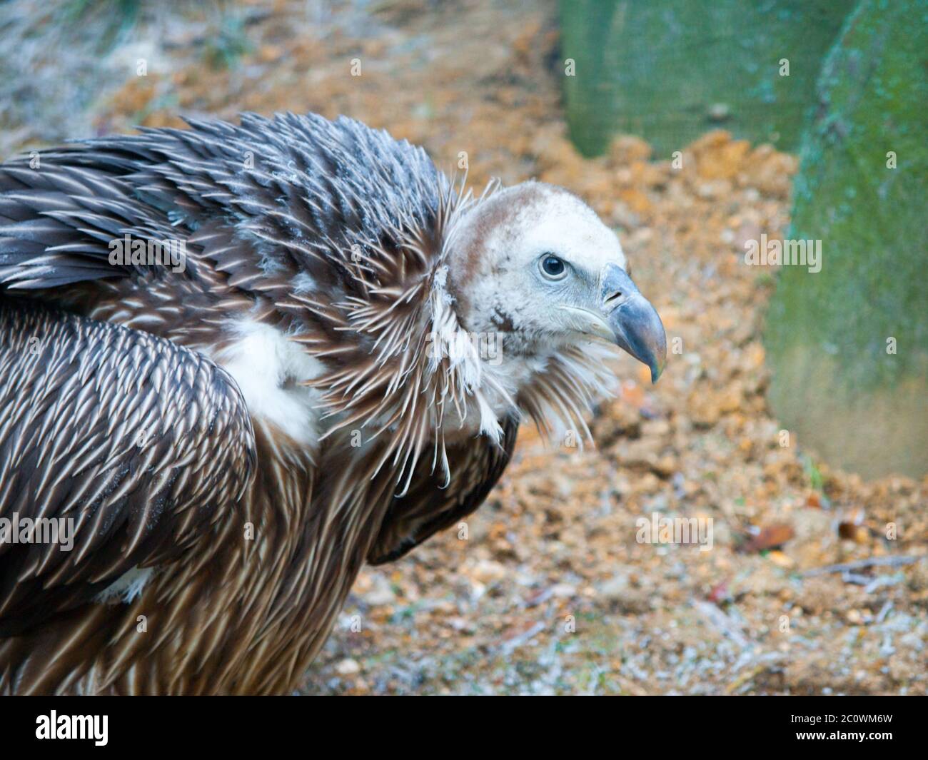 Vautour de griffon himalayan, Gyps himalayensis, gros plan d'un oiseau de montagne unique. Banque D'Images