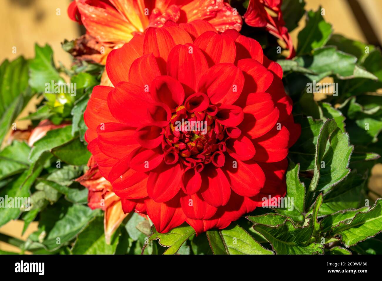 Dahlia 'Gallery Riviera' une plante florale vivace d'été d'automne rouge de sang Banque D'Images