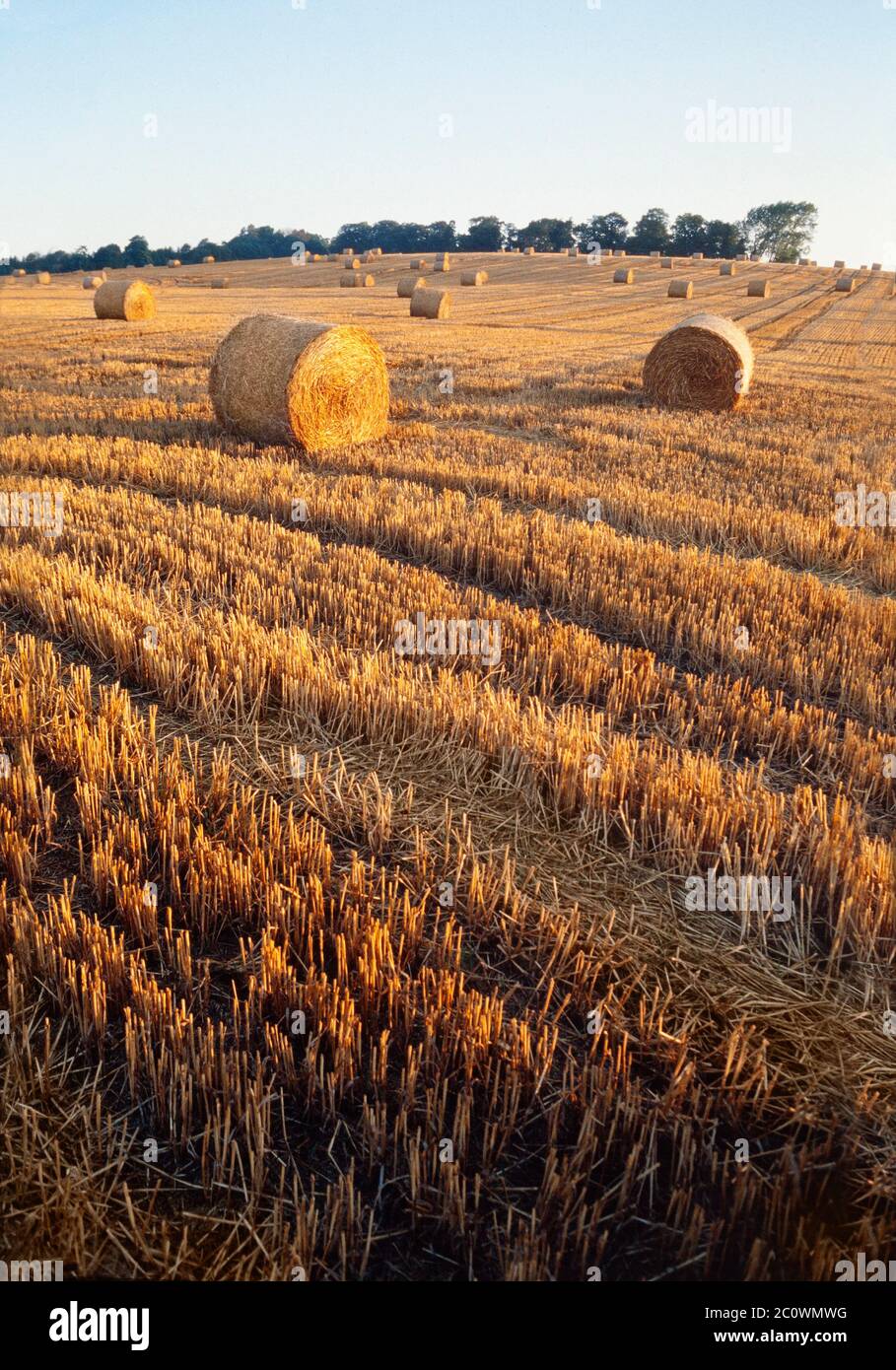 Scène de récolte, Hertfordshire, Royaume-Uni, balles rondes de foin laissées dans un champ coupé, lumière du soleil du soir. Banque D'Images