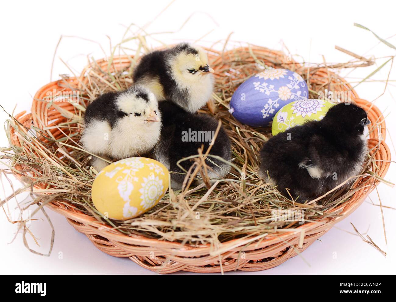 Le petit poulet dans le nid Banque D'Images Le petit poulet dans le nid Banque D'Images