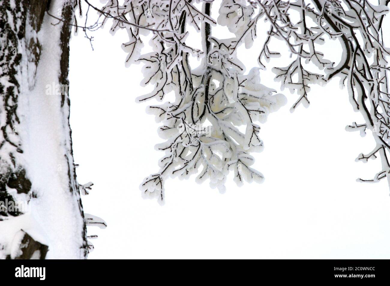 Esquisse d'hiver. Branches dans la neige Banque D'Images