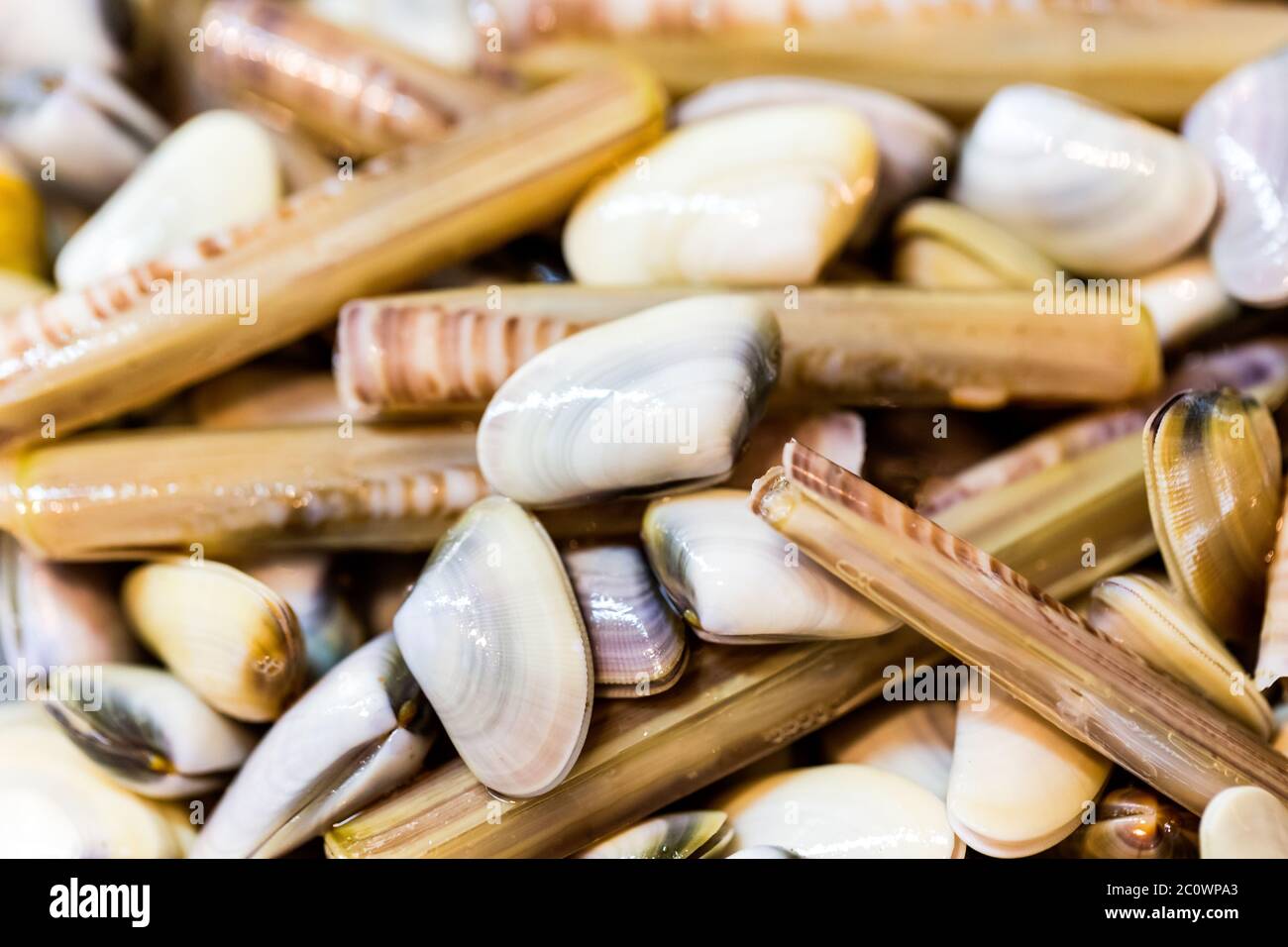 Deatl de tipical italien Shellifish appelé cappelunghe Banque D'Images