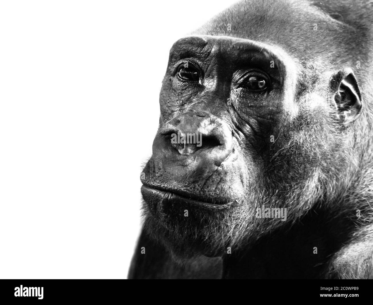 Gros plan de gorille de plaine, Gorilla gorilla, isolé sur fond blanc. Image en noir et blanc. Banque D'Images