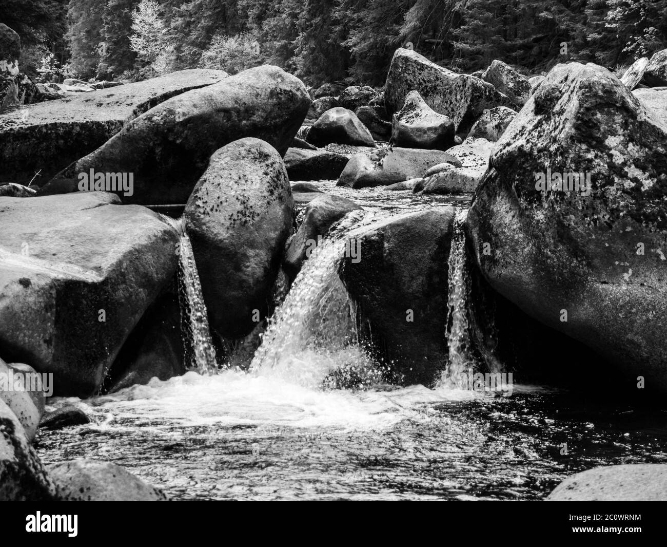 Rochers mousseux dans le ruisseau sauvage de la rivière Vydra, Parc national de Sumava, Forêt de Bohême, République tchèque. Image en noir et blanc. Banque D'Images