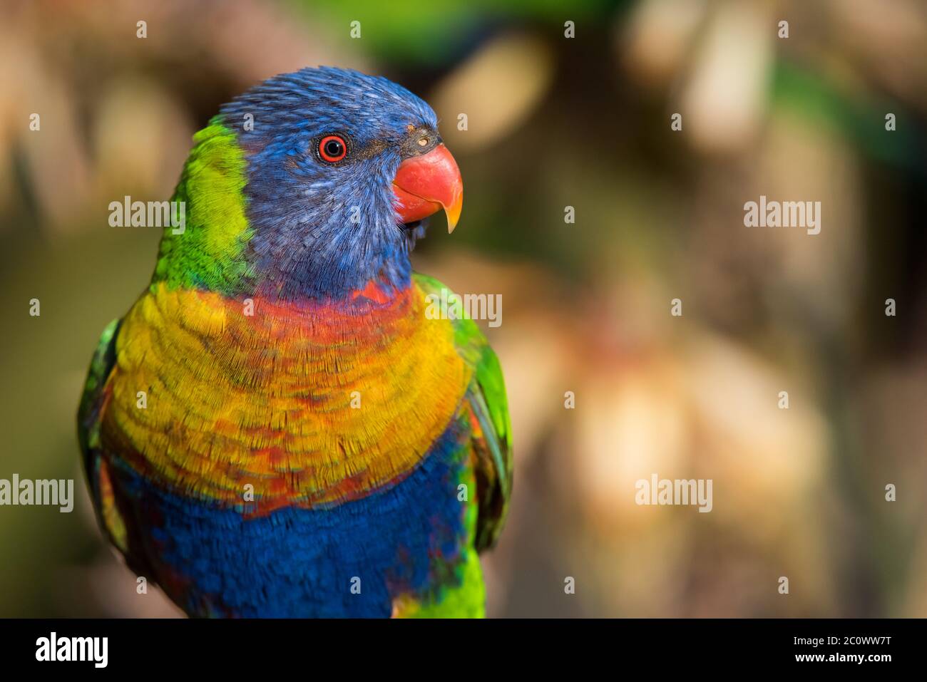 Un Rainbow Lorikeet s'arrête alors qu'il se trouve parmi les aloès fleuris des jardins botaniques d'Adélaïde, en Australie méridionale. Banque D'Images
