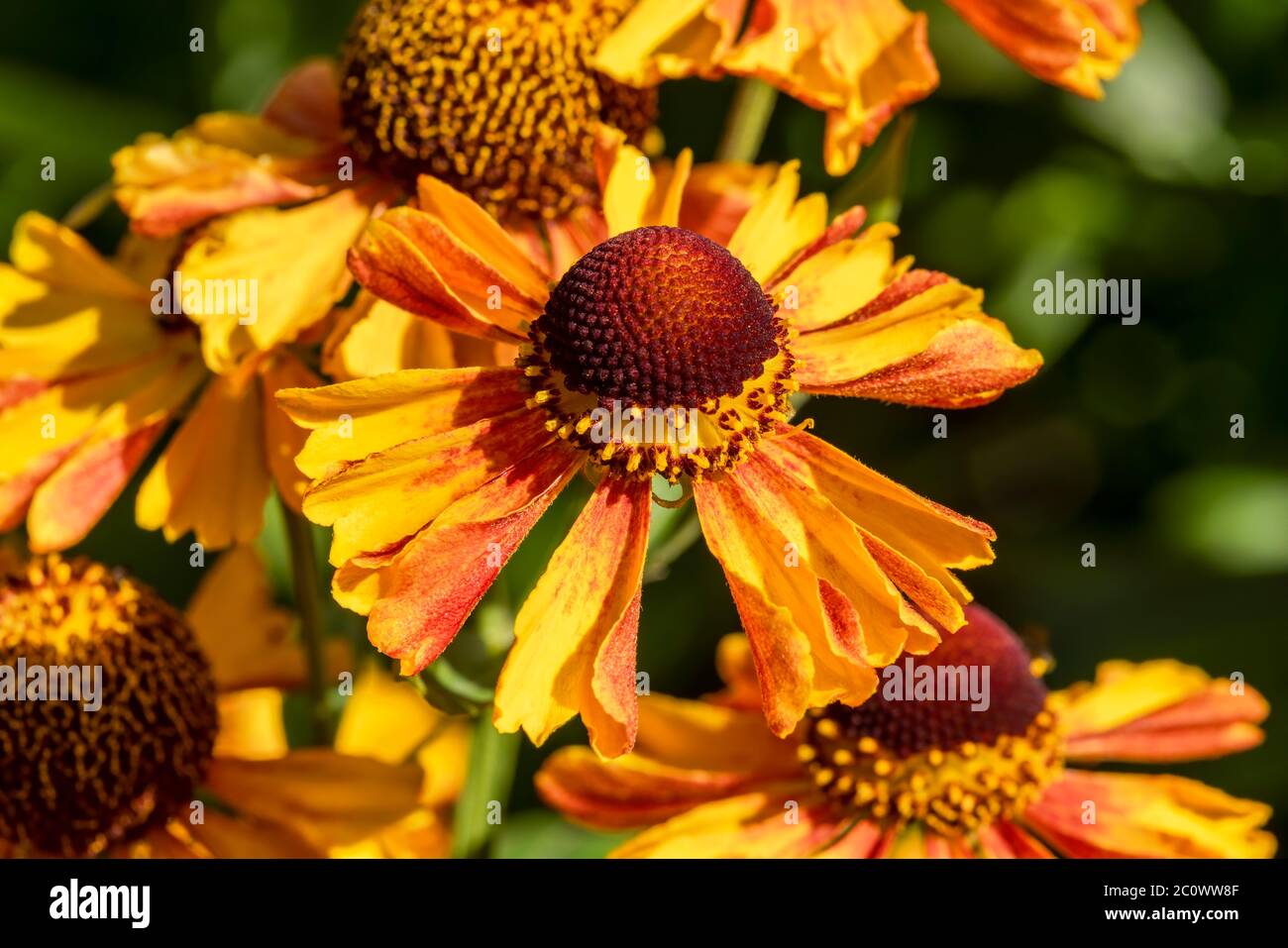 Helenium Autumnale 'Western mixed' plante herbacée jaune rouge été automne vivace de fleurs communément connu sous le nom de Sneezeweed Banque D'Images