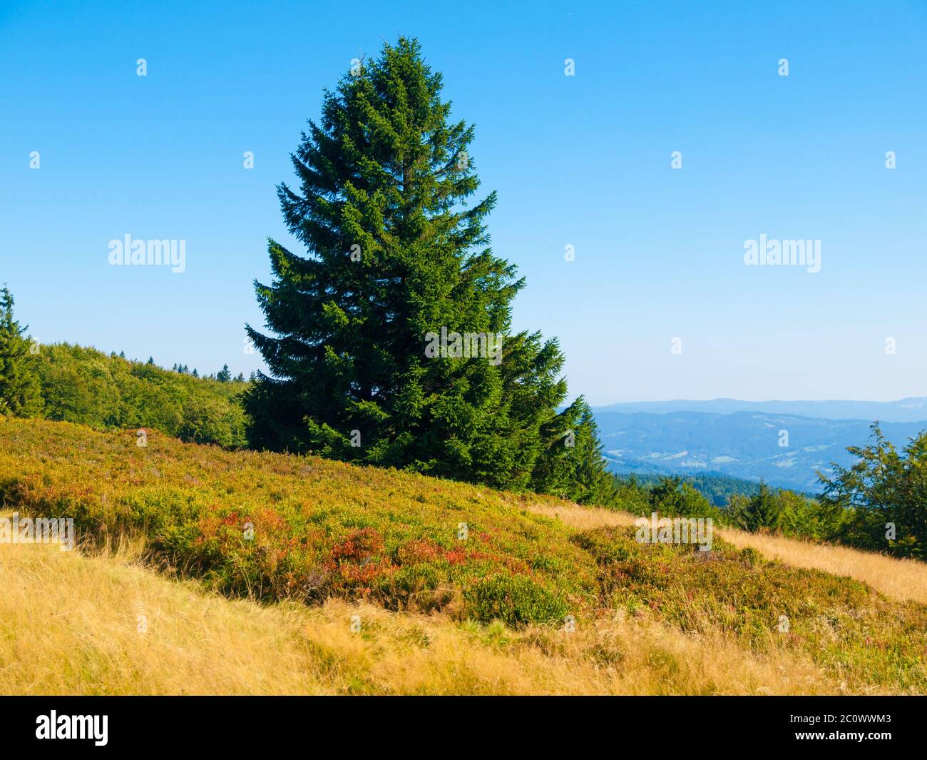 Paysage de montagne d'été avec herbe jaune, épinette verte et ciel bleu clair, montagnes de Beskydy, République Tchèque Banque D'Images