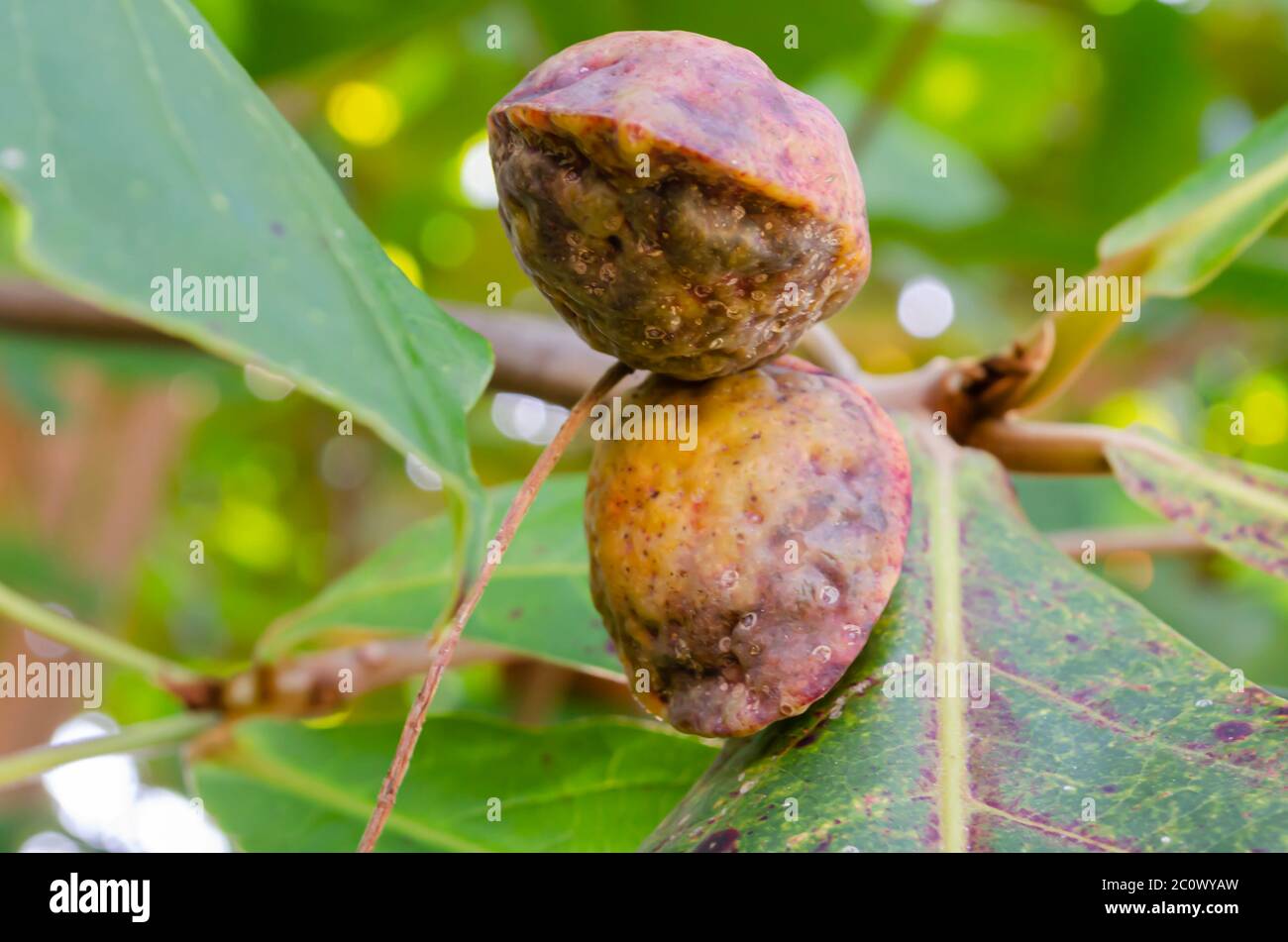 Tarminalia Catappa à maturité, amande sur arbre Banque D'Images