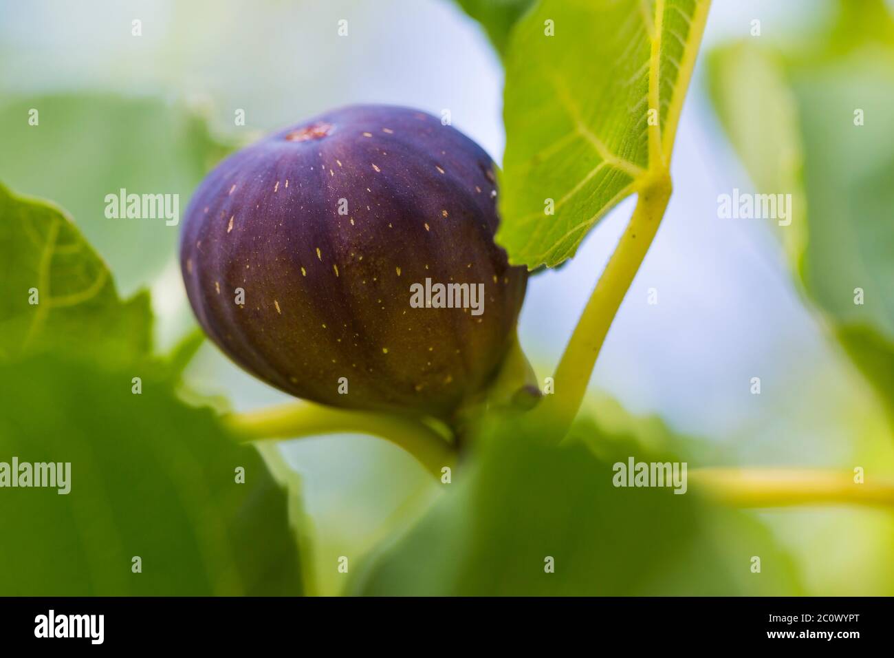 Détail de la fig. violette mûre sur l'arbre Banque D'Images
