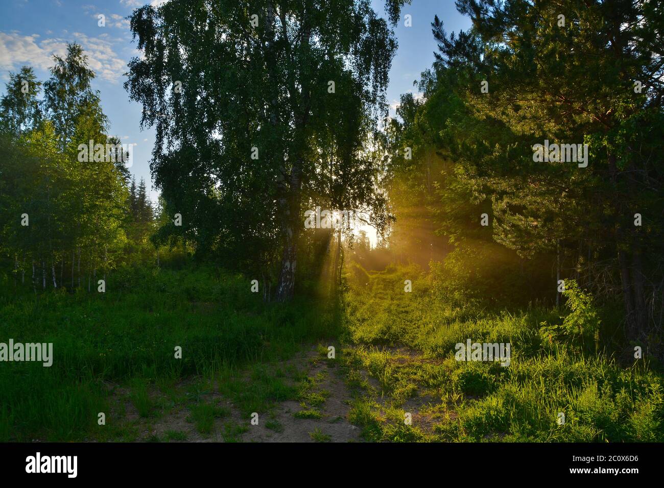 Les rayons de lumière dorés traversent les couronnes des arbres une soirée d'été avec un chemin dans la forêt Banque D'Images