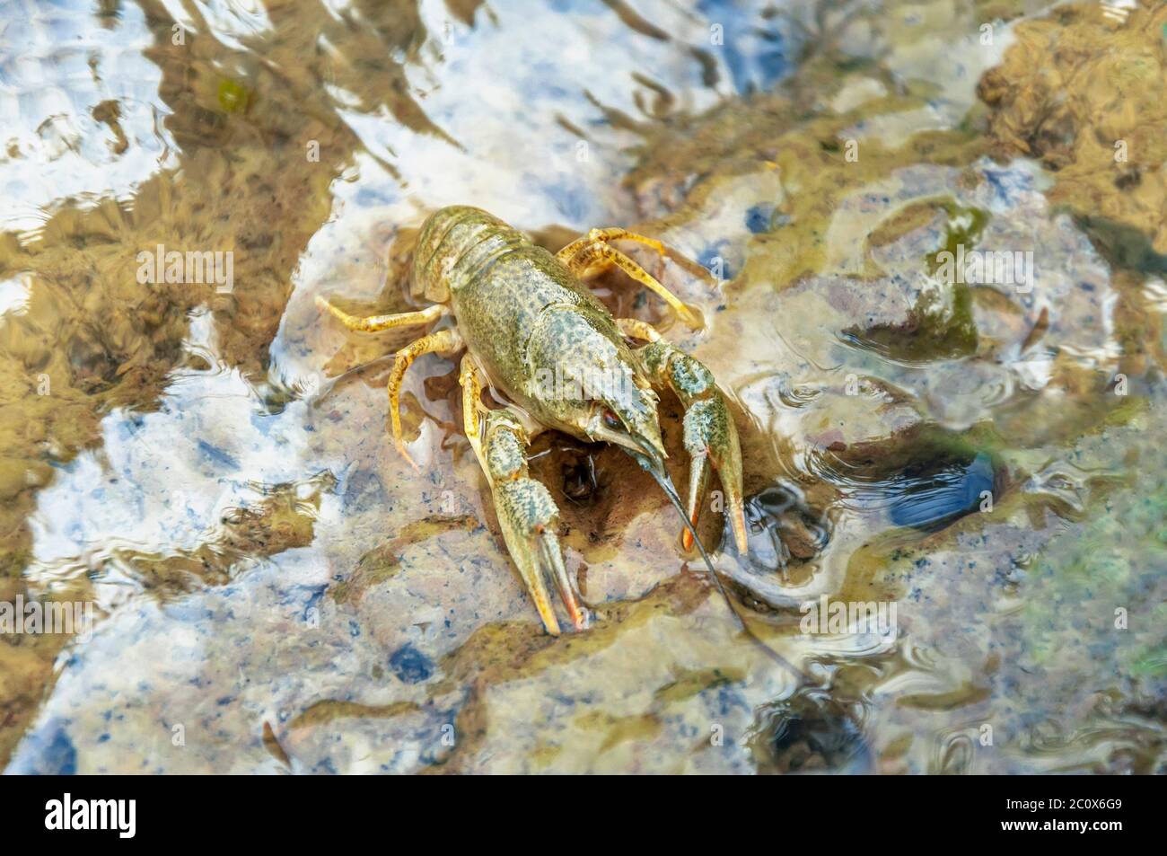 Écrevisses européennes ou écrevisses européennes Banque de photographies et d’images à haute