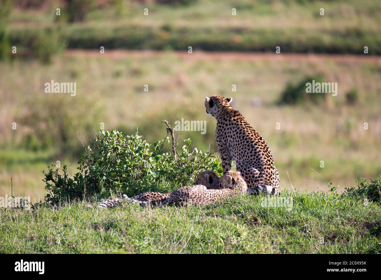 La mère de cheetah avec deux enfants dans la savane kenyane Banque D'Images