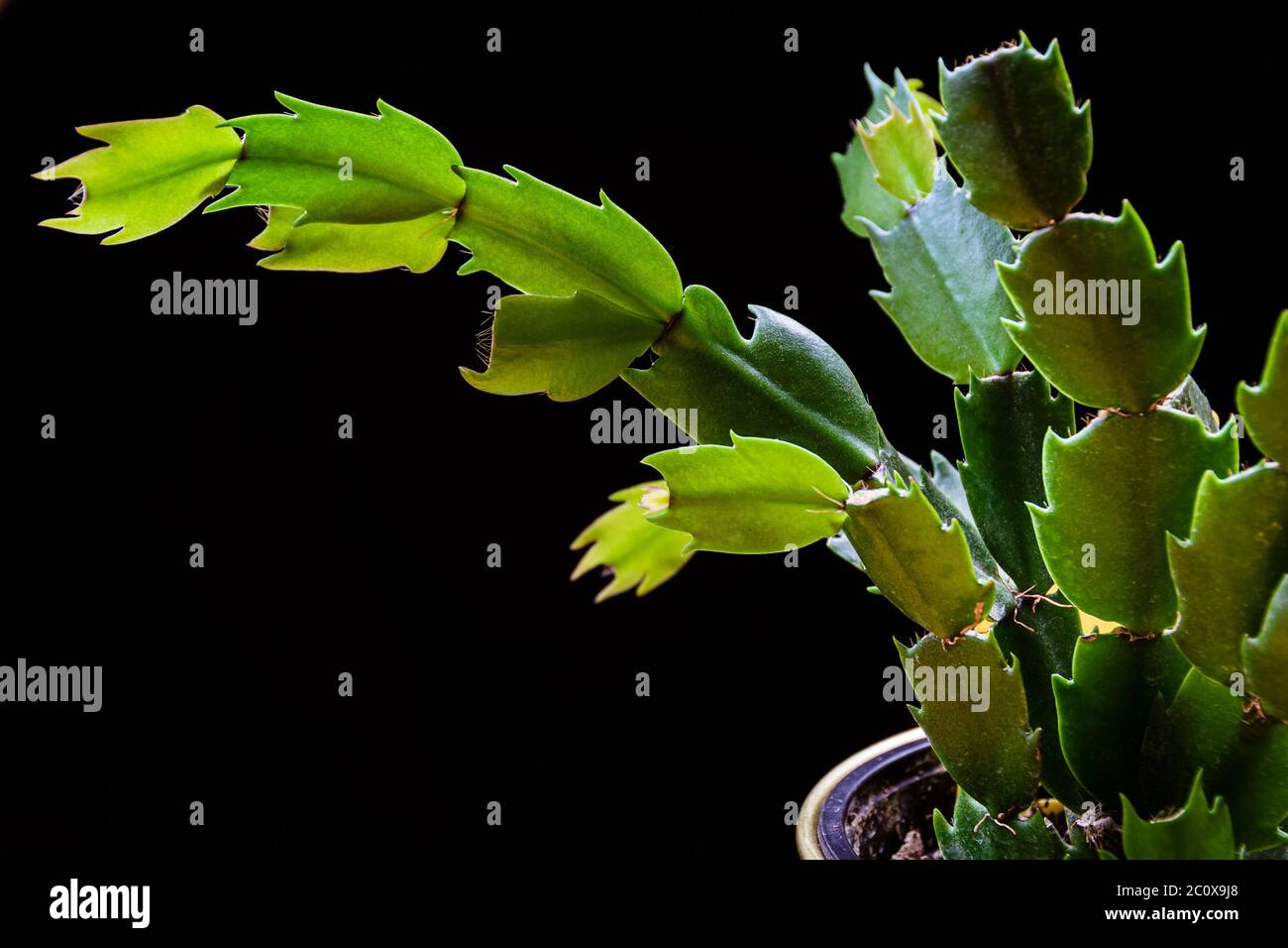 Gros plan sur un cactus de noël vert Schlumbergera truncata maison. Détail unique de la maison. Banque D'Images