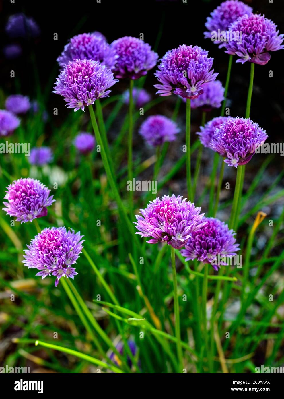 Ciboulette à fleur violette caractéristique Banque D'Images