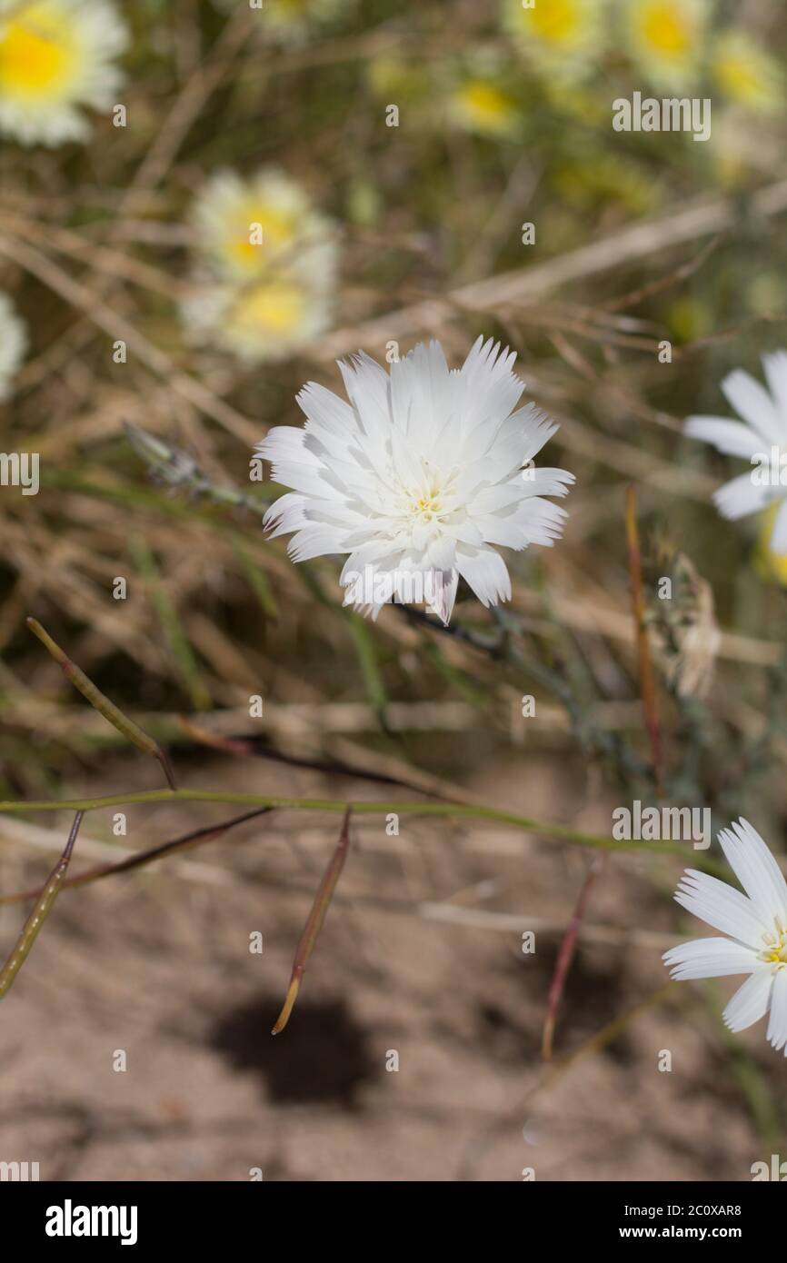 Fleurs de chicorée du désert, Rafinesquia Neomexicana, Asteraceae, natif annuel dans la périphérie de Twentynine Palms, désert de Mojave du Sud, Springtime. Banque D'Images