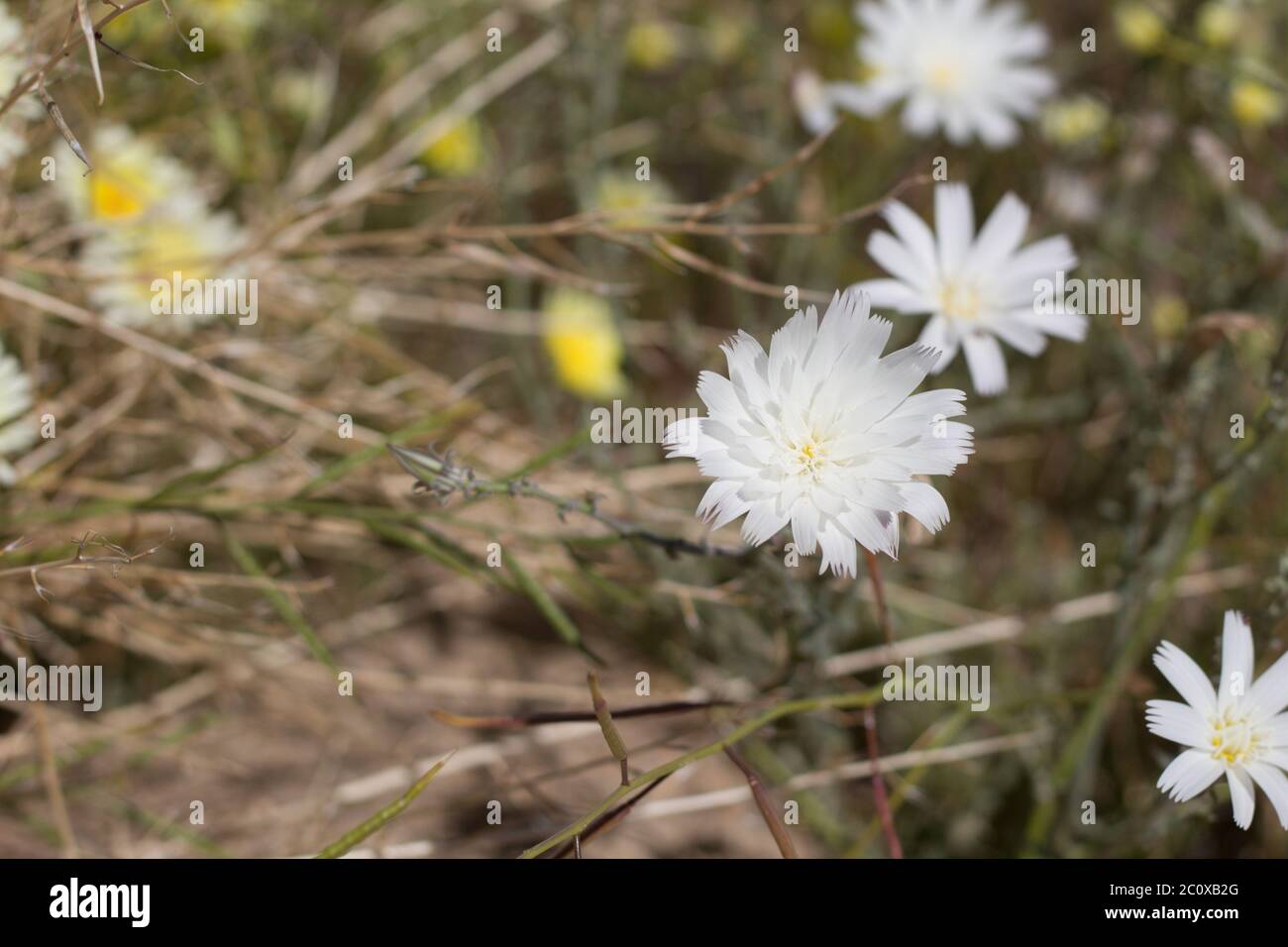 Fleurs de chicorée du désert, Rafinesquia Neomexicana, Asteraceae, natif annuel dans la périphérie de Twentynine Palms, désert de Mojave du Sud, Springtime. Banque D'Images