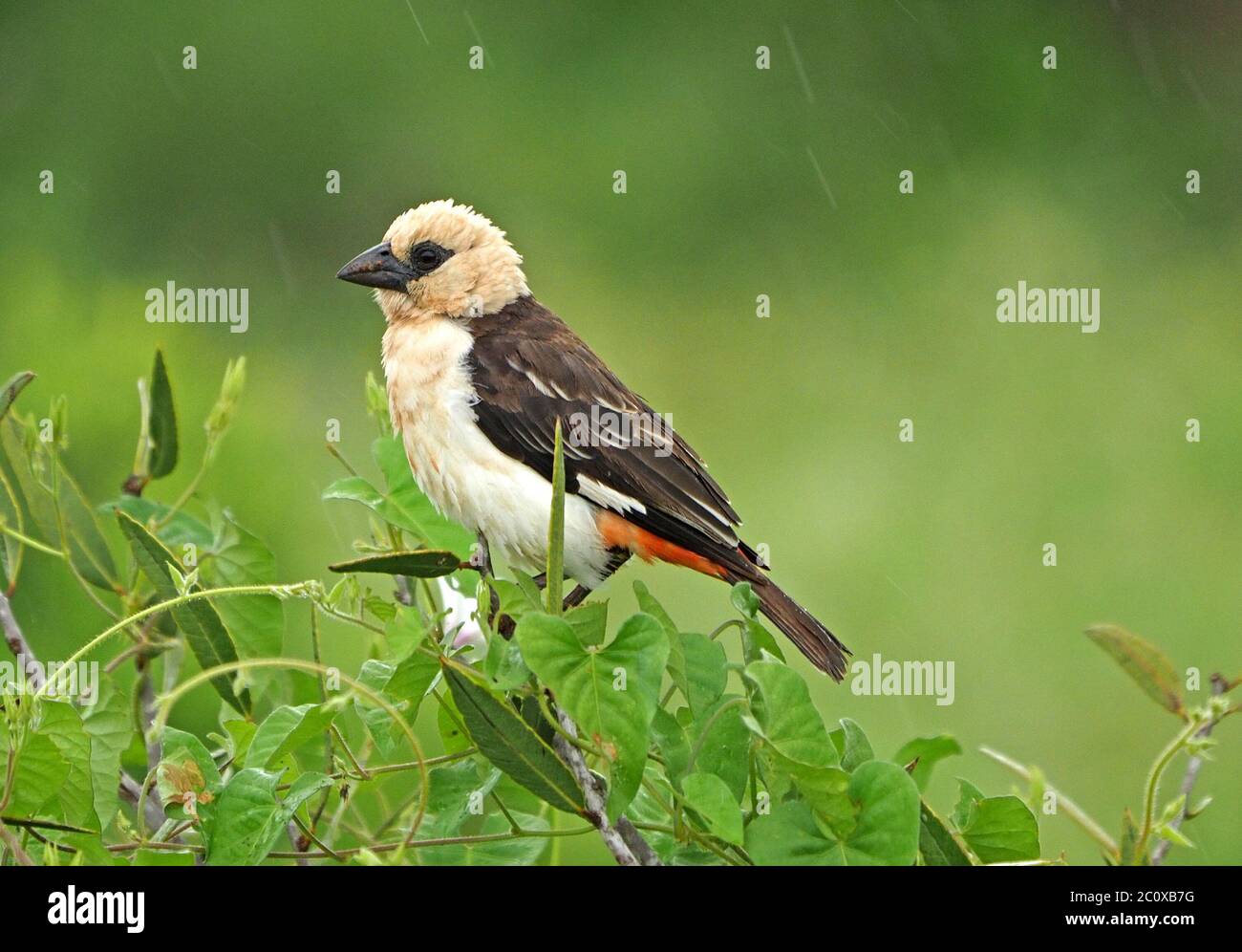 Castor à tête blanche (Dinemellia dinemelli) avec une rumelle rouge caractéristique, perchée sur le Bush sous une pluie légère à Tsavo East N P, Kenya, Afrique Banque D'Images