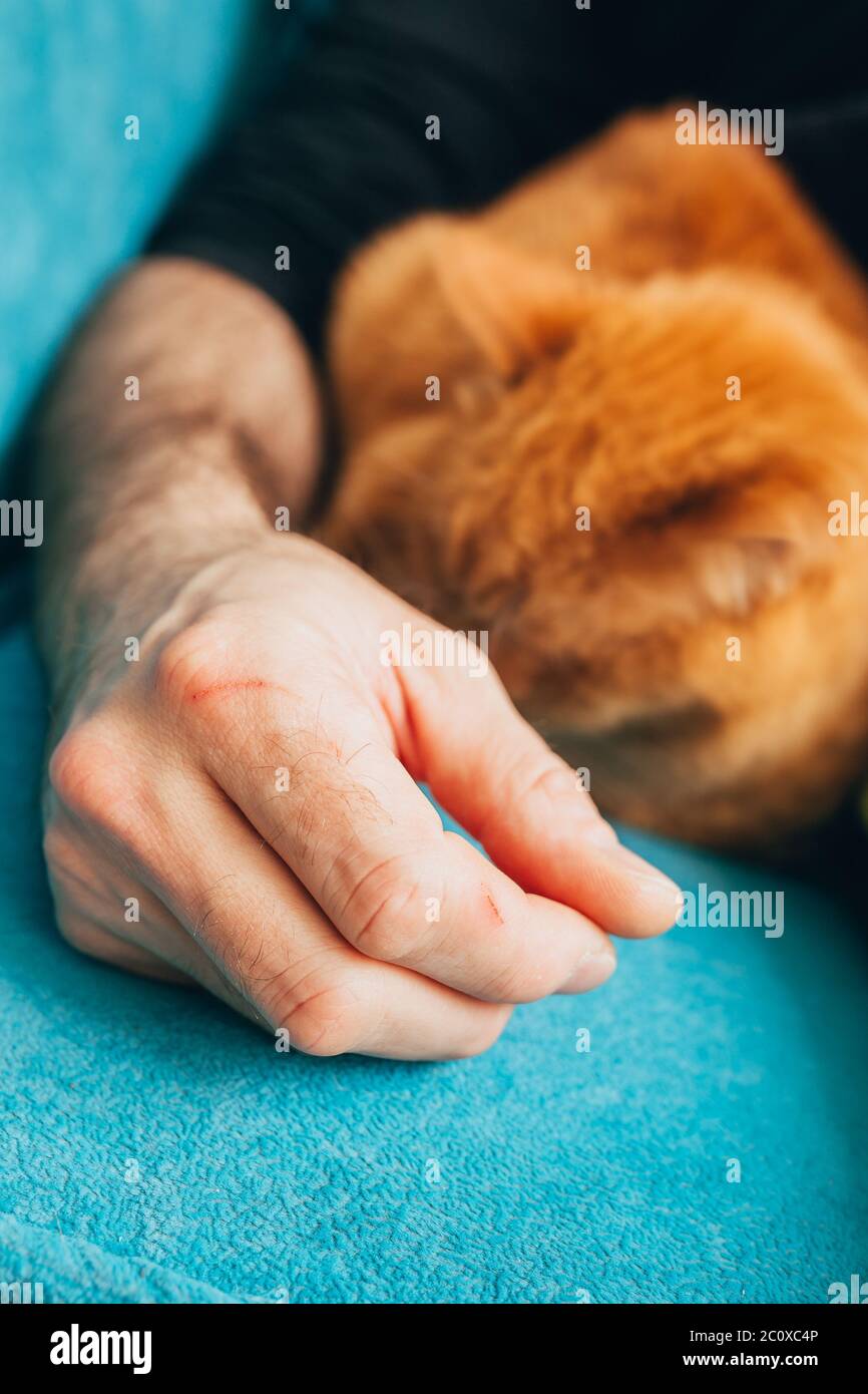 Le chat rouge dort confortablement près du propriétaire - les animaux adorent l'affection Banque D'Images