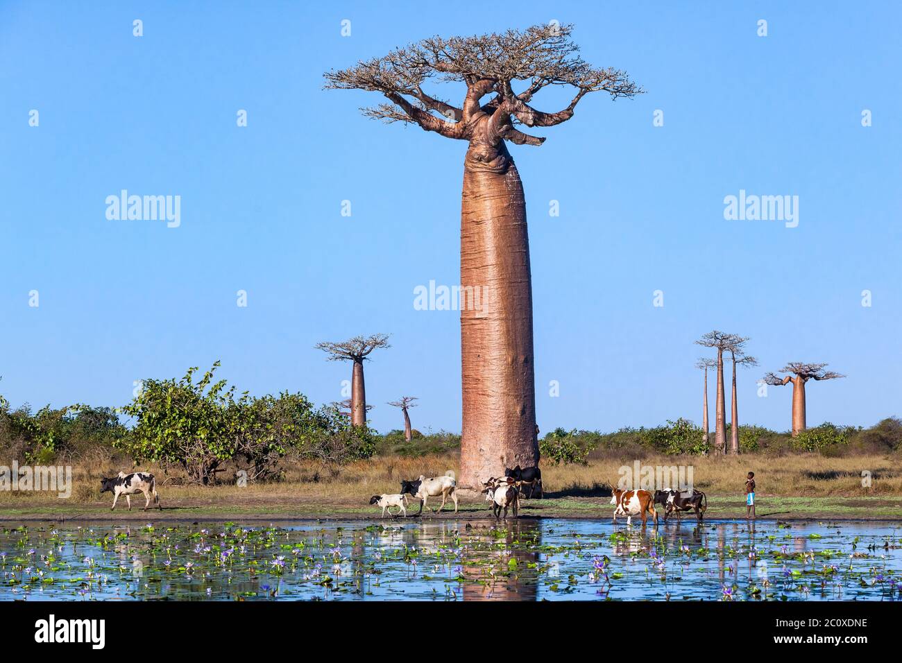 troupeau de vaches près de la baobab ruelle nénuphars dans l'étang. Banque D'Images