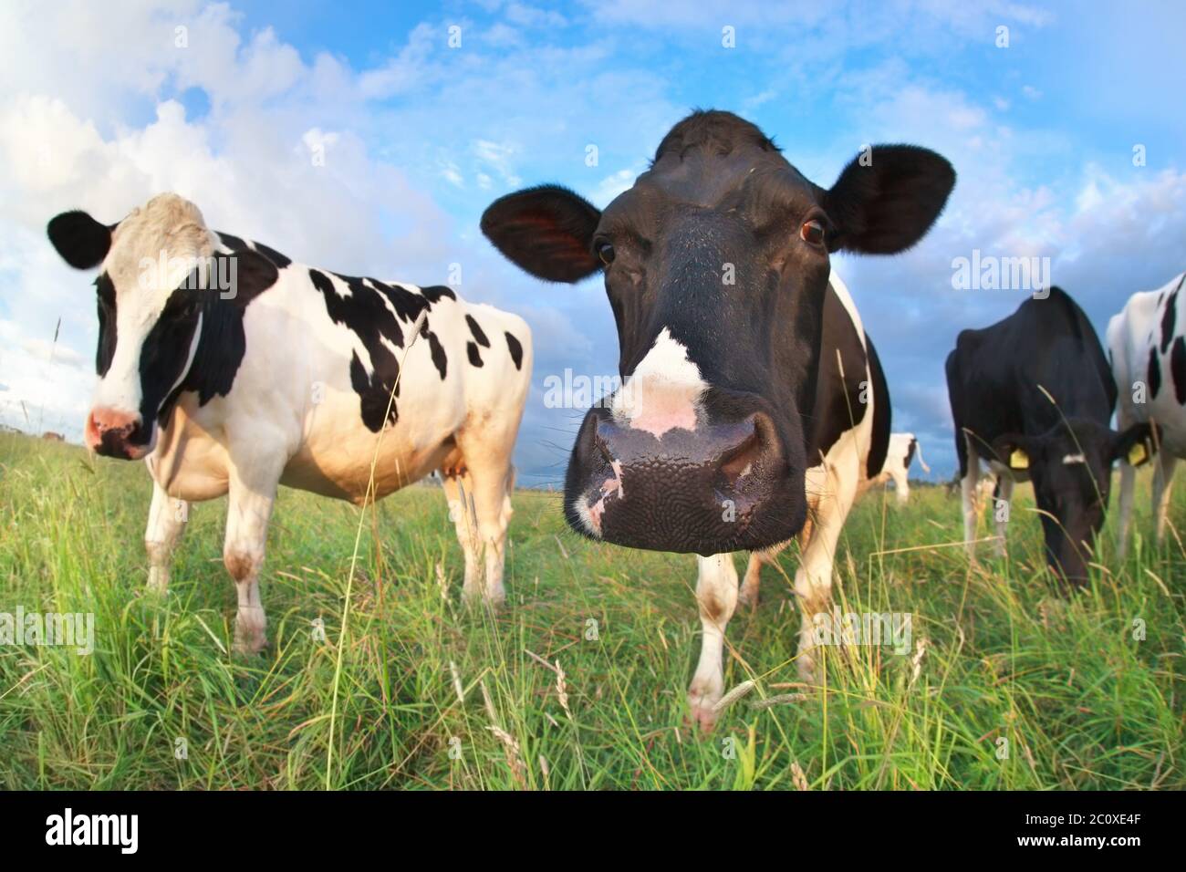 tête de vache rapprochée grâce à la lentille pour œil de poisson Banque D'Images