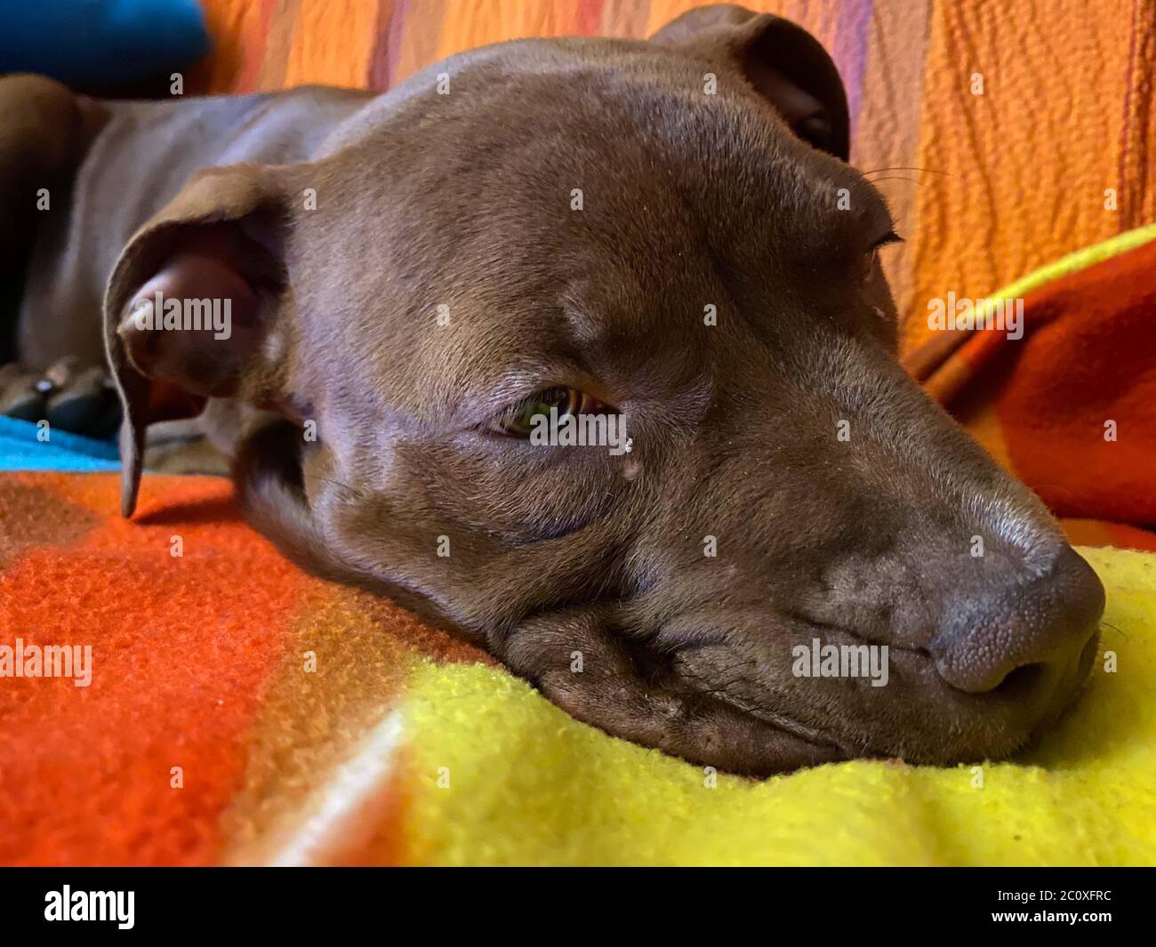 Un tranquillo cucciolo di Pitbull riposa sul divano Banque D'Images
