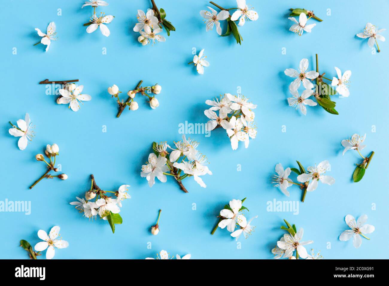 Ponte plate de brindilles de cerises sauvages avec de jeunes feuilles vertes, inflorescence avec des bourgeons et des fleurs sur fond bleu. Printemps et floraison. Banque D'Images