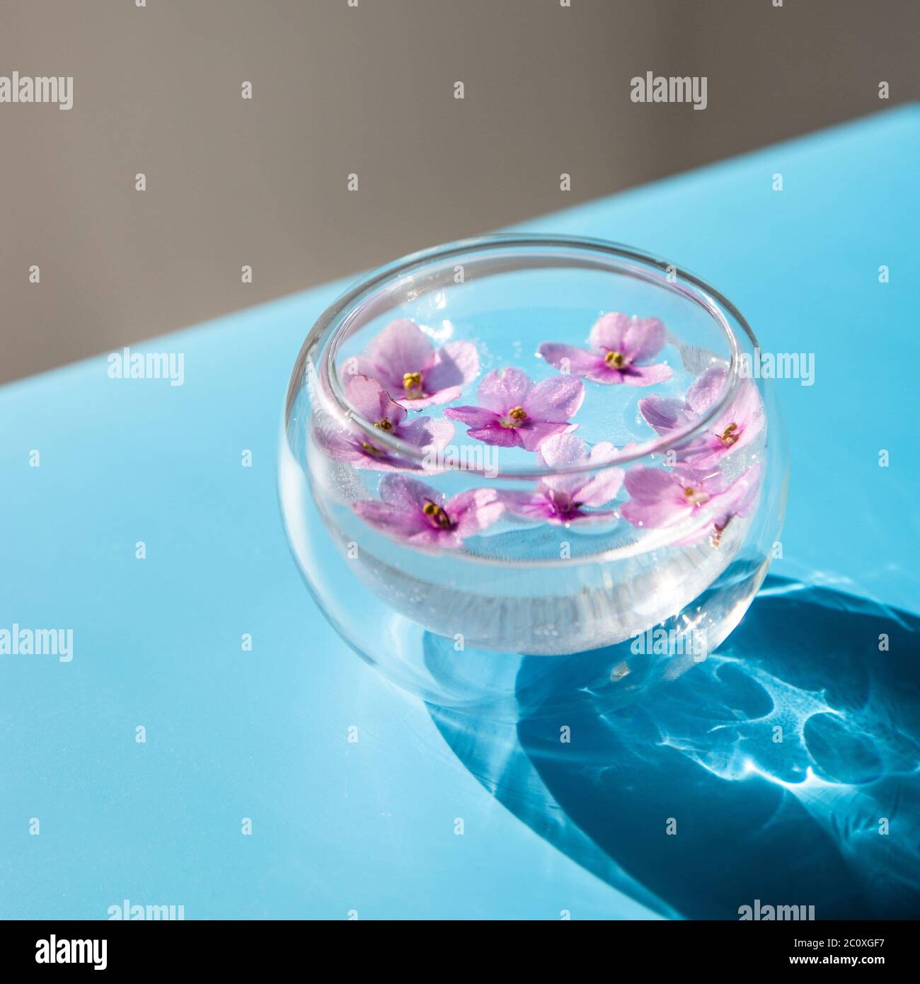 Vue de dessus de verre transparent à double fond avec petites fleurs de Saintpaulia violettes flottent sur la surface de l'eau, foyer sélectif. Lumière du soleil. Banque D'Images