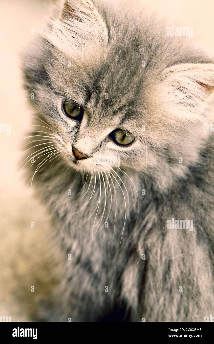 Un beau chaton gris - gros plan Banque D'Images