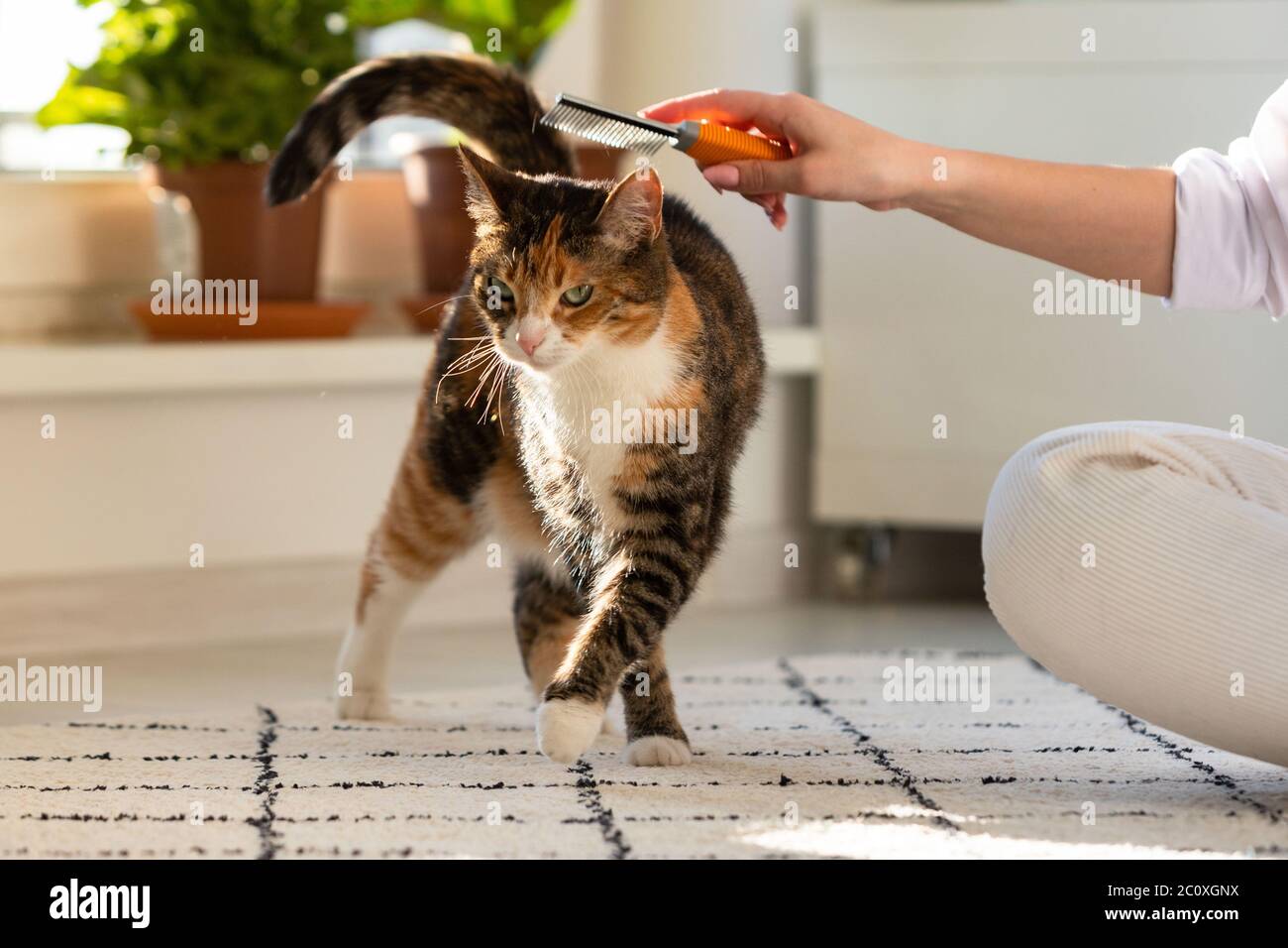 Femme propriétaire peignant, grattant son chat. Banque D'Images
