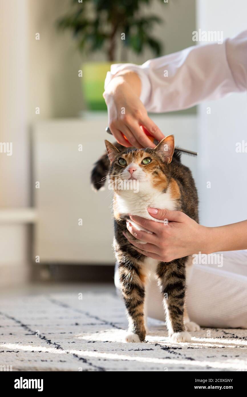Femme propriétaire peignant, grattant son chat. Banque D'Images