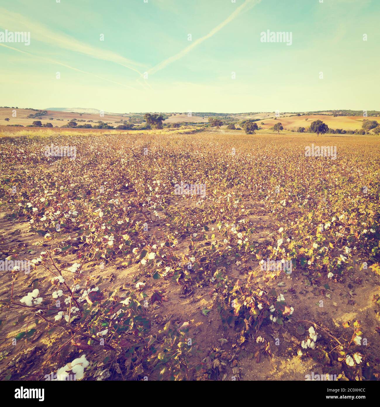 Fruits de coton Banque D'Images