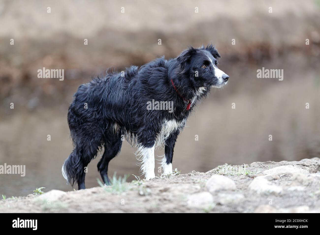 Border Collie est une race de chien de travail développée aux frontières écossaises pour le bétail de troupeau, 09-06-2020 Banque D'Images