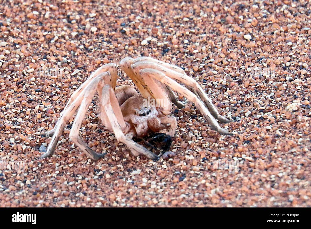 Une araignée blanche (Leucororcheslis arenicola) dans le sable au début de la matinée fraîche à Deadvlei, dans le désert du Namib, région d'Erongo, Namibie. Banque D'Images