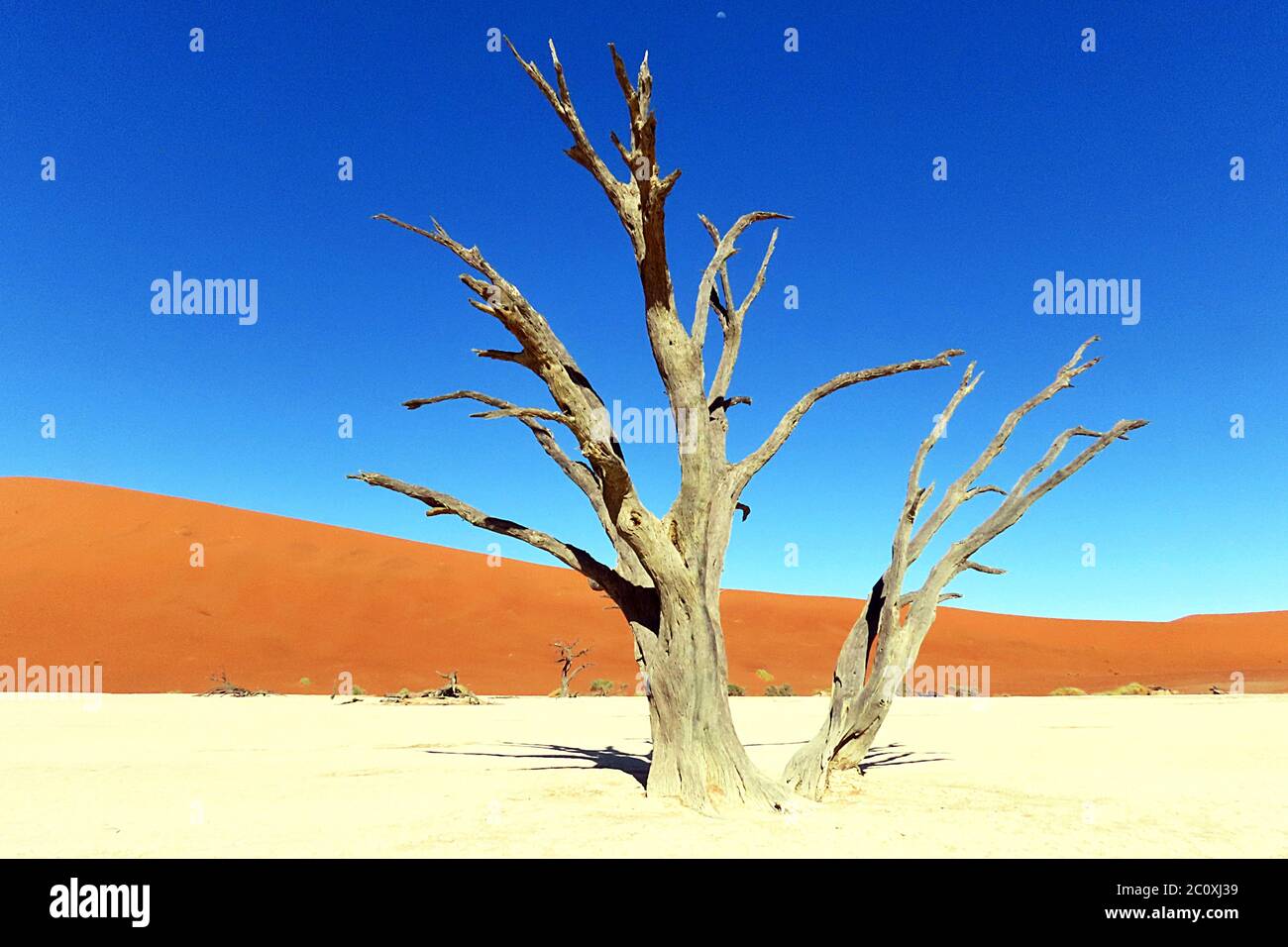 Arbres Camelthorn conservés dans les plans d'argile blanche de Deadvlei, dans le parc national Namib-Naukluft, Namibie. Banque D'Images