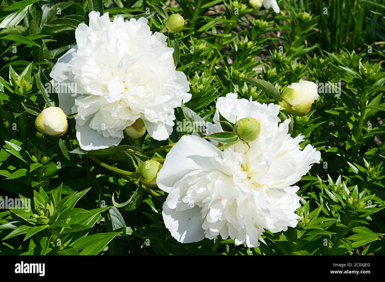 Pivoine blanche comme arrière-plan Banque D'Images