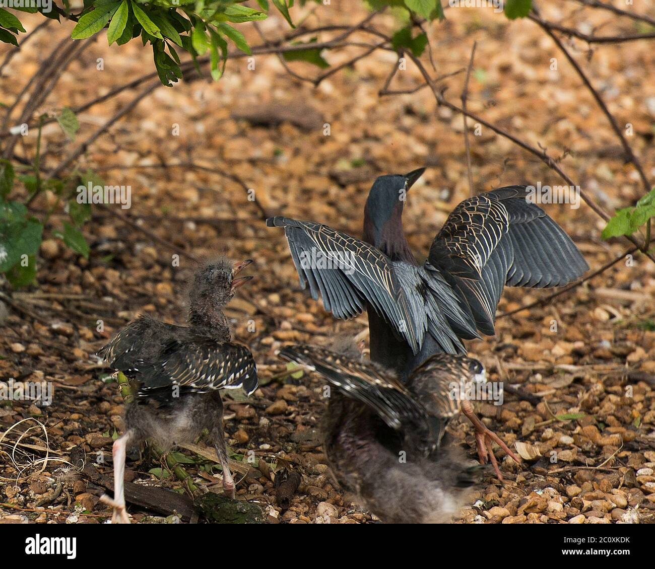 Les oiseaux de bébé de Héron vert sur le sol avec des ailes étalées avec dans leur environnement et autour. Banque D'Images