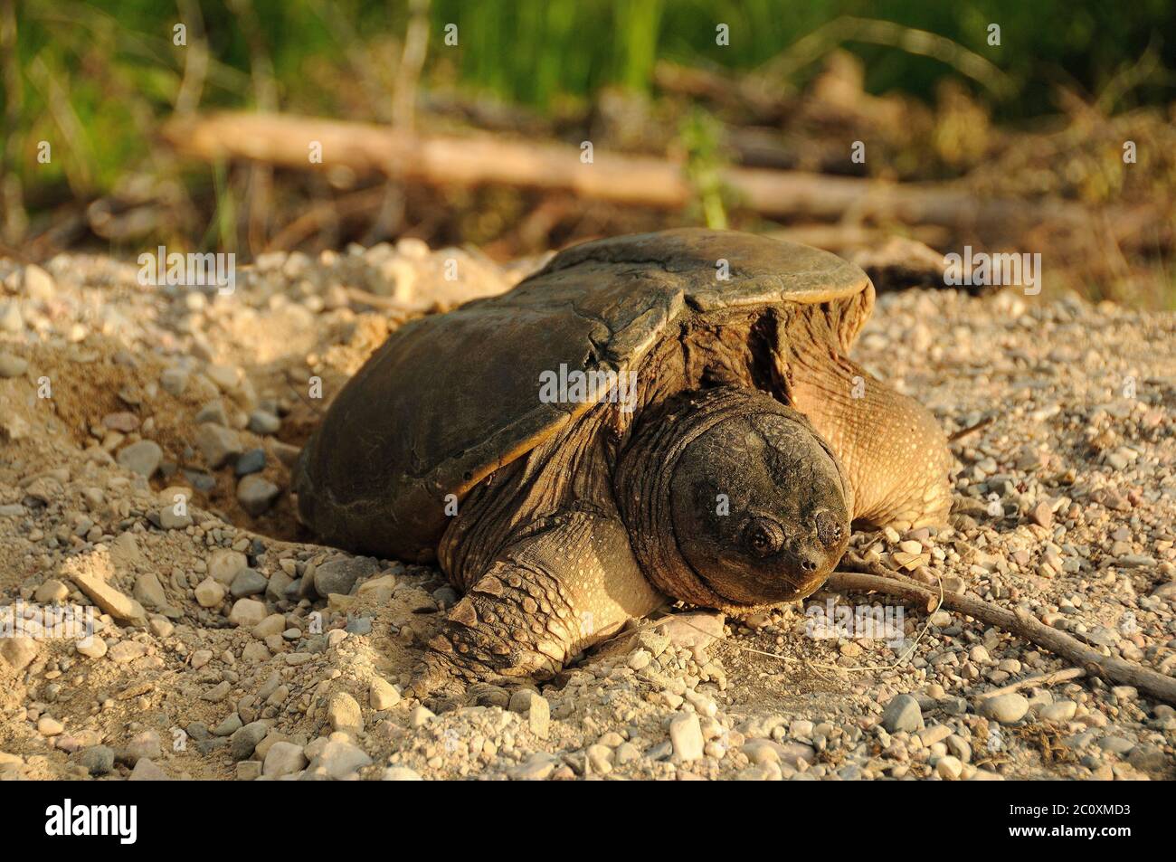 La tortue qui se fait prendre dans son environnement et ses environs. Banque D'Images