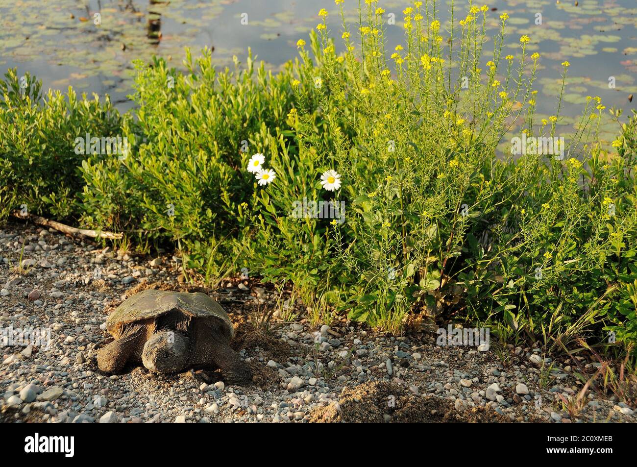 La tortue qui se fait prendre dans son environnement et ses environs. Banque D'Images