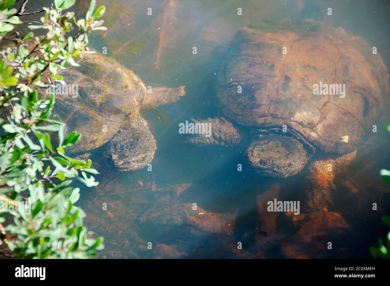 Les tortues qui se sont enragé dans l'eau présentent leur carapace de tortue, leur tête, leurs yeux, leur nez, leurs pattes avec feuillage et leurs rochers au fond de la rivière dans son environnement Banque D'Images