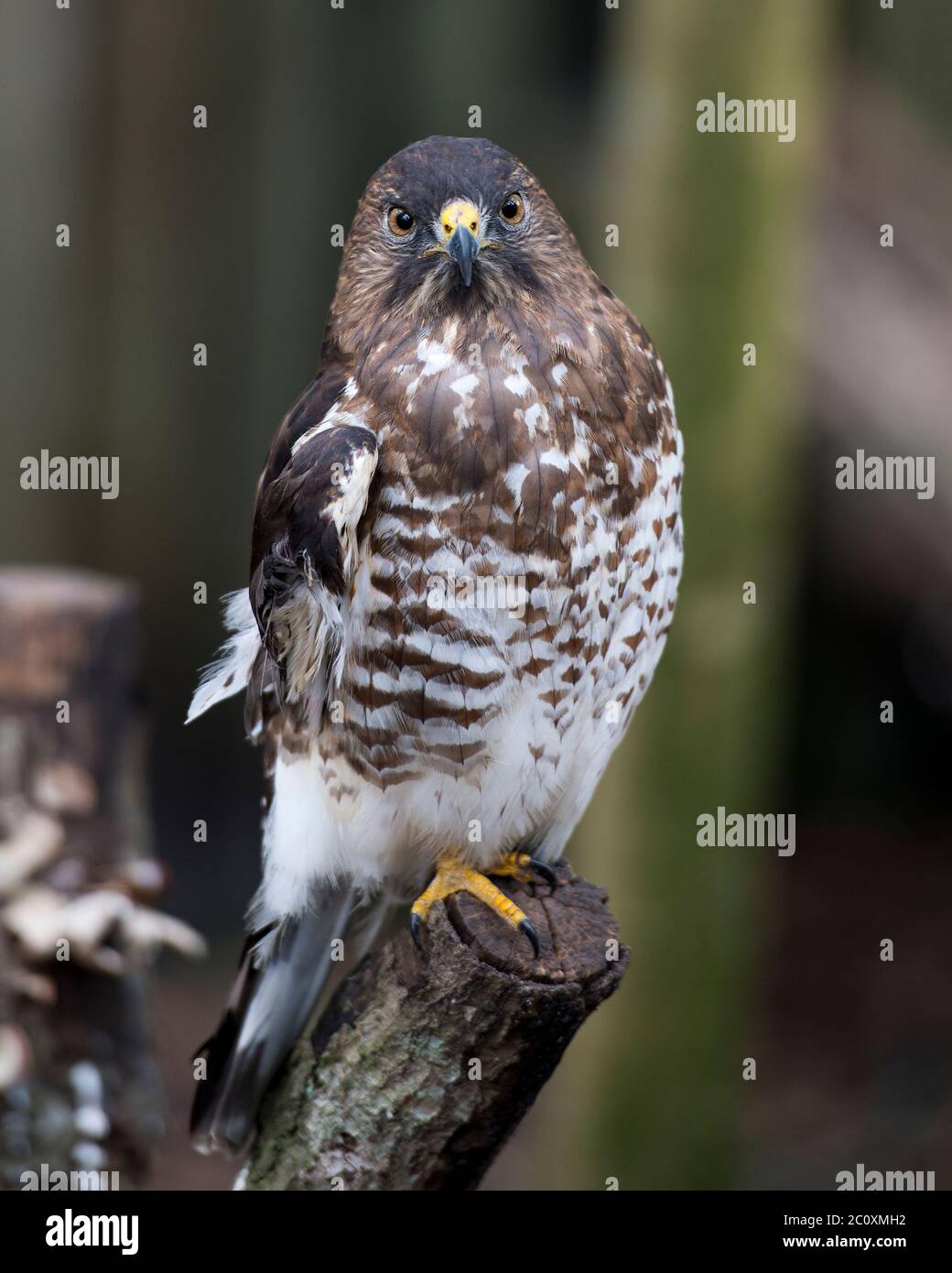 Vue rapprochée d'oiseau Hawk perchée sur une branche d'arbre présentant un plumage de plumes brunes, une tête, un œil, un bec, une queue, des talons, avec un arrière-plan flou. Banque D'Images