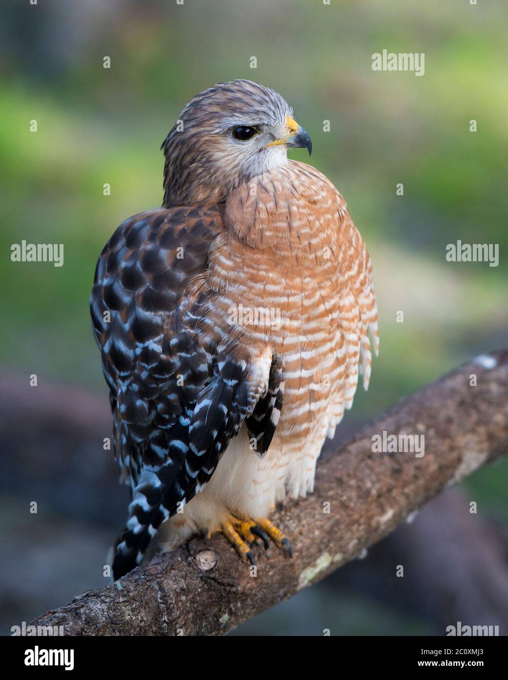 Vue rapprochée d'oiseau Hawk perchée sur une branche affichant des plumes brunes plumage, tête, œil, bec, queue, pieds, avec un arrière-plan flou dans ses s. Banque D'Images